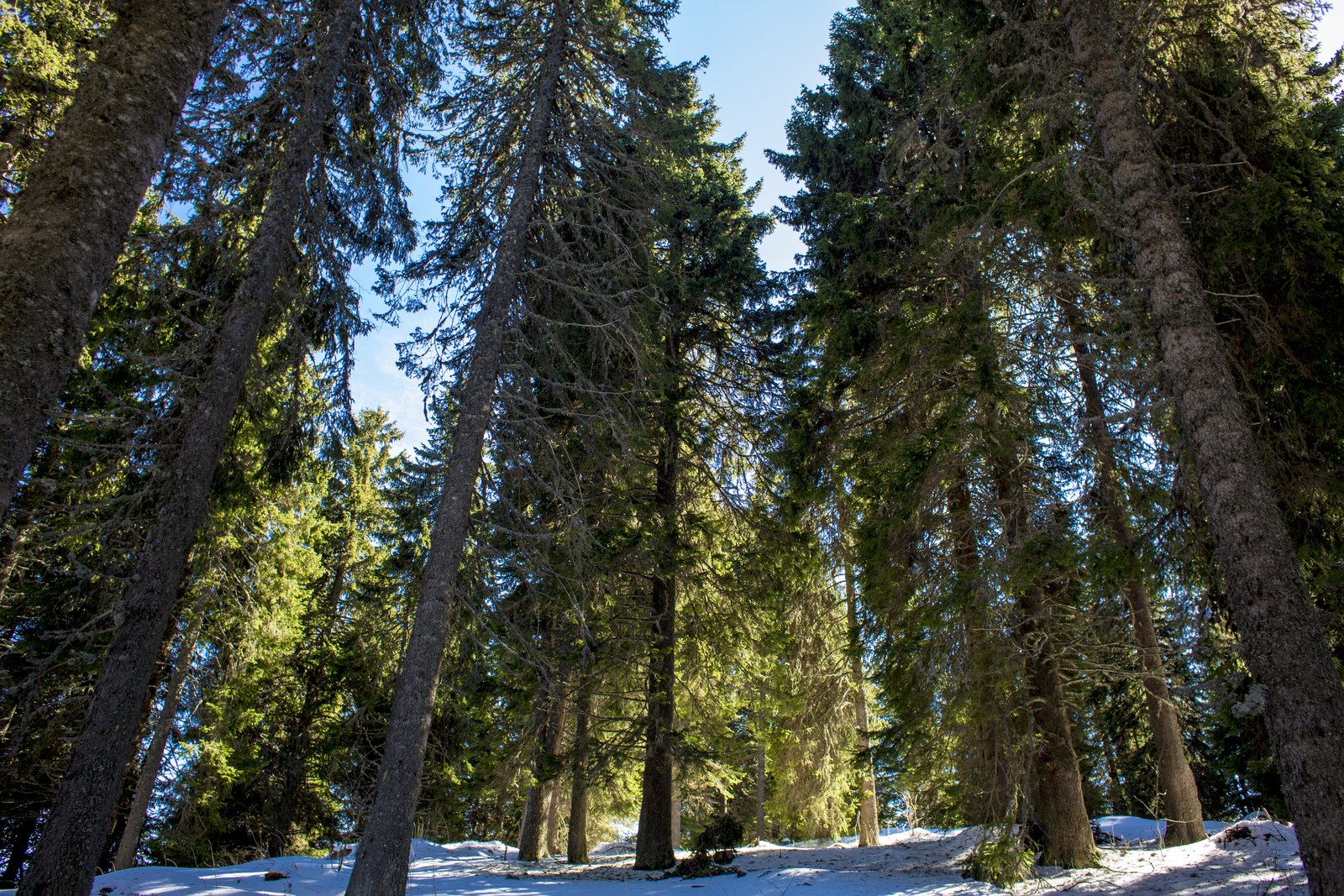 Kopaonik – Winter Magic